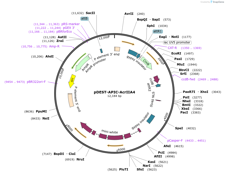 250800-plasmid-map-sequence-id-506671