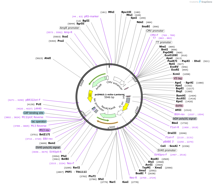 250922-plasmid-map-sequence-id-506673