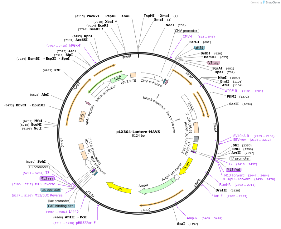 250917-plasmid-map-sequence-id-506674