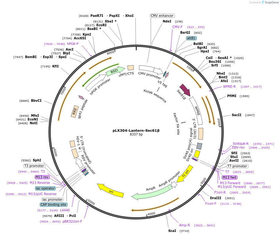 250916-plasmid-map-sequence-id-506675