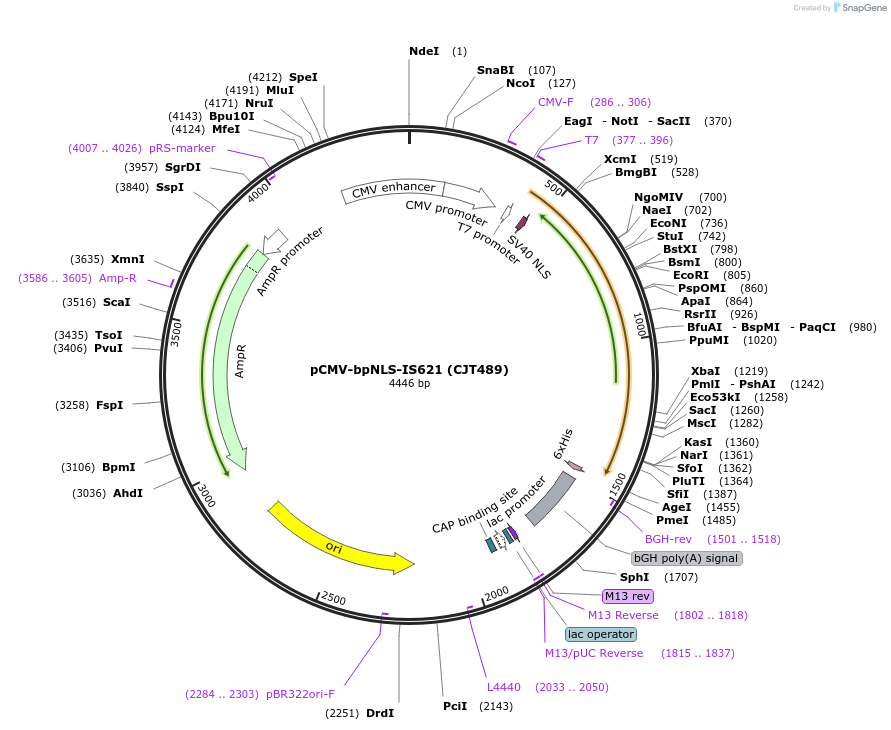 248213-plasmid-map-sequence-id-506688