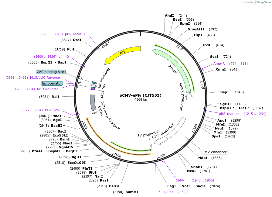 248215-plasmid-map-sequence-id-506691