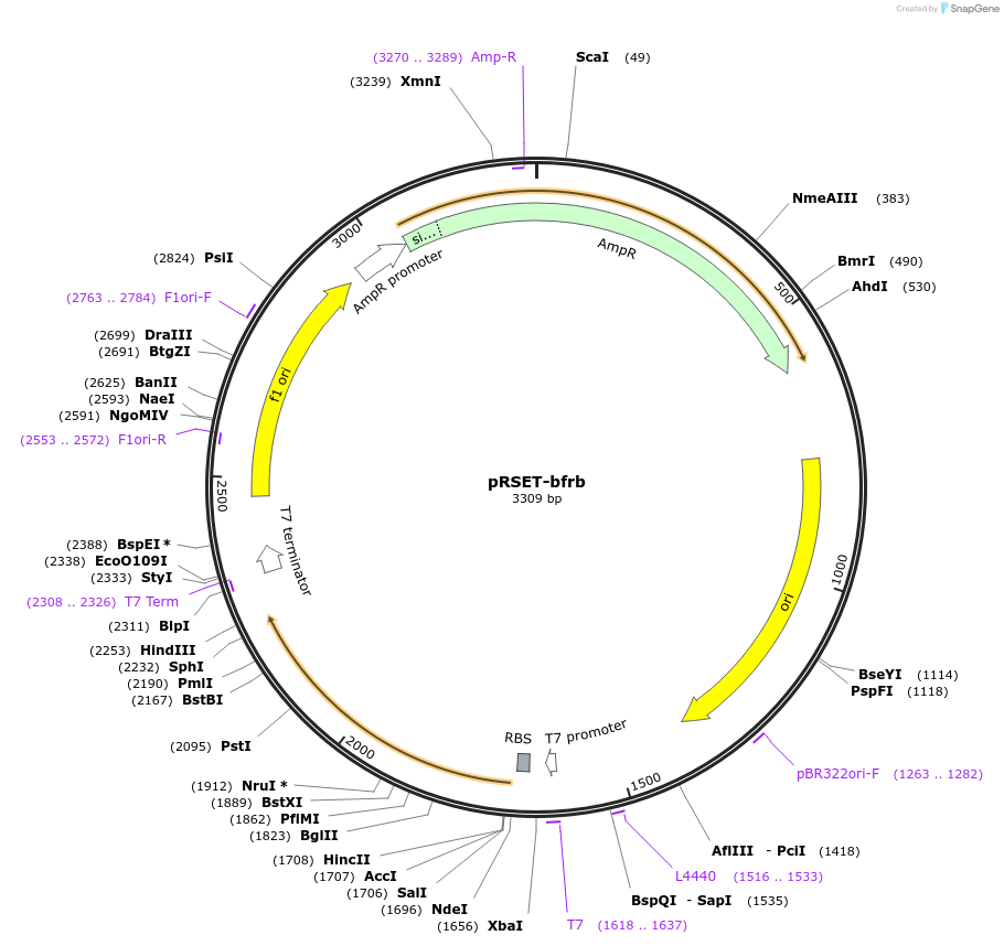 246325-plasmid-map-sequence-id-506709