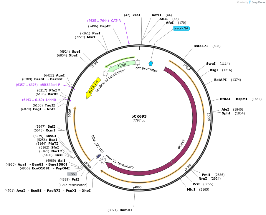 242911-plasmid-map-sequence-id-506715
