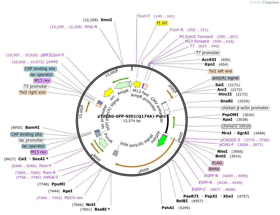 253489-plasmid-map-sequence-id-506720