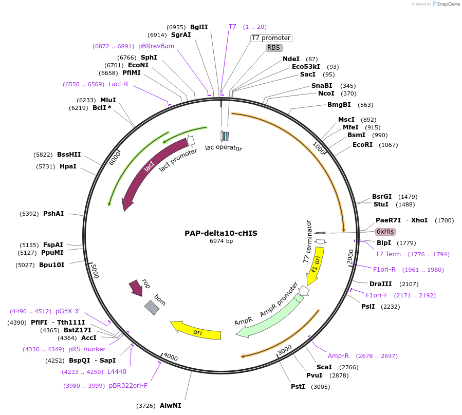 21716-plasmid-map-sequence-id-506721