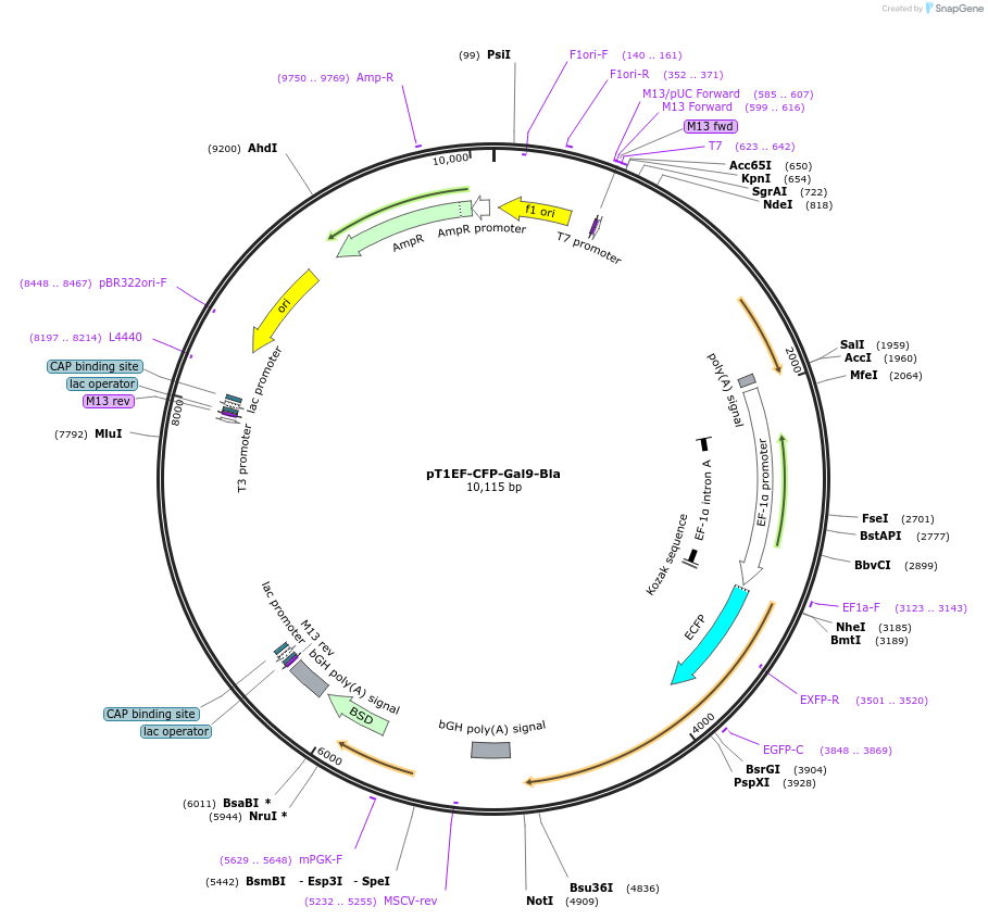 253490-plasmid-map-sequence-id-506722