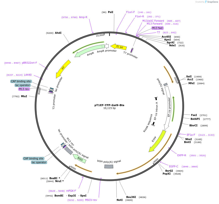 253491-plasmid-map-sequence-id-506723