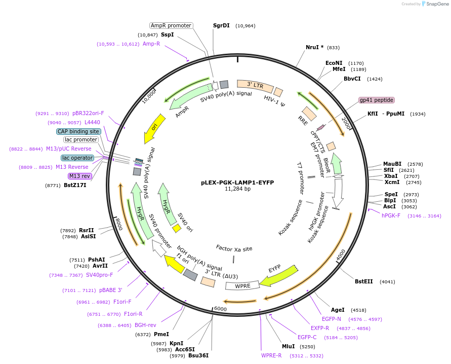 164215-plasmid-map-sequence-id-506725