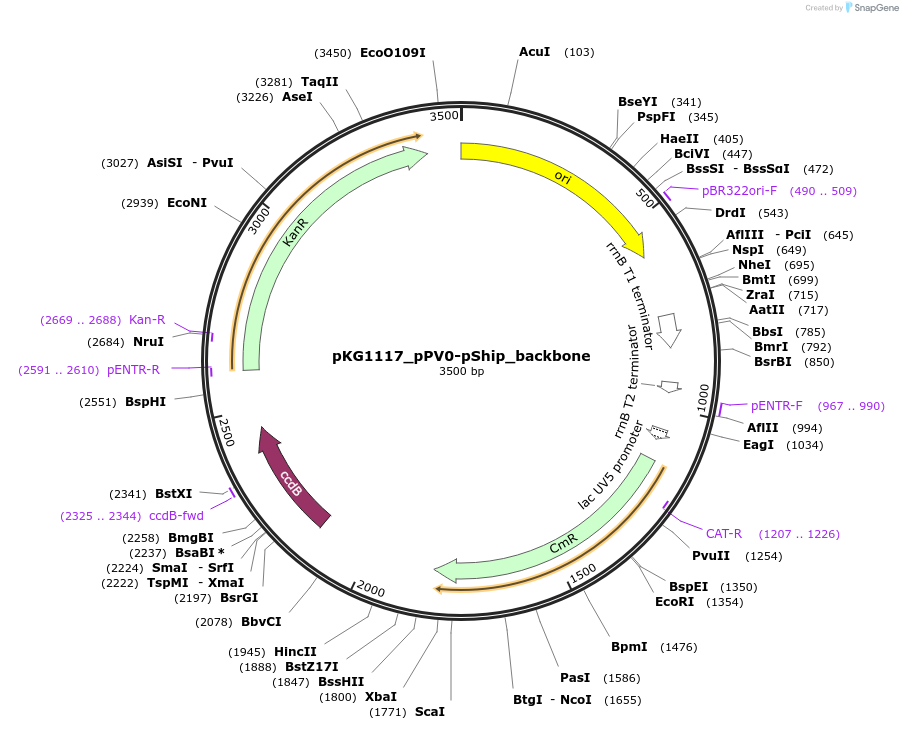 239685-plasmid-map-sequence-id-506729