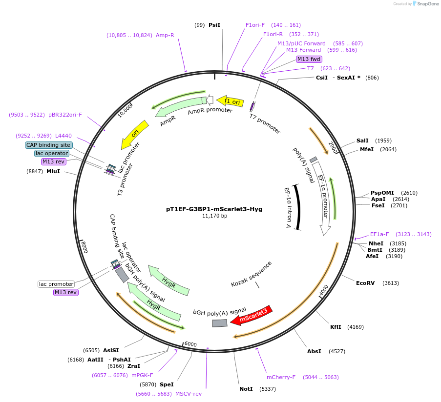 253493-plasmid-map-sequence-id-506730
