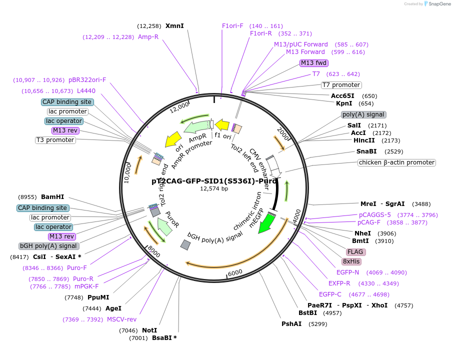 253456-plasmid-map-sequence-id-506733