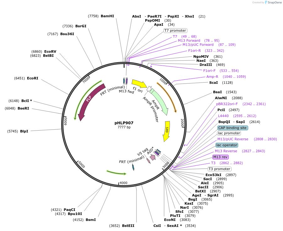 253592-plasmid-map-sequence-id-506747