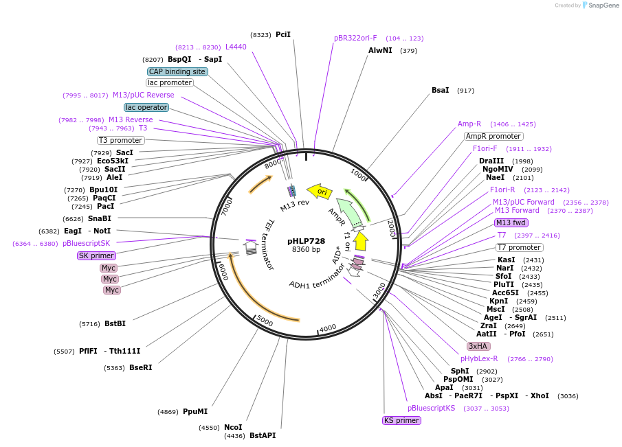 253586-plasmid-map-sequence-id-506749