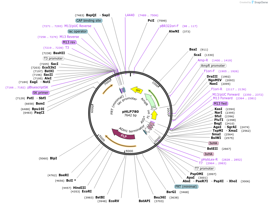 253579-plasmid-map-sequence-id-506750