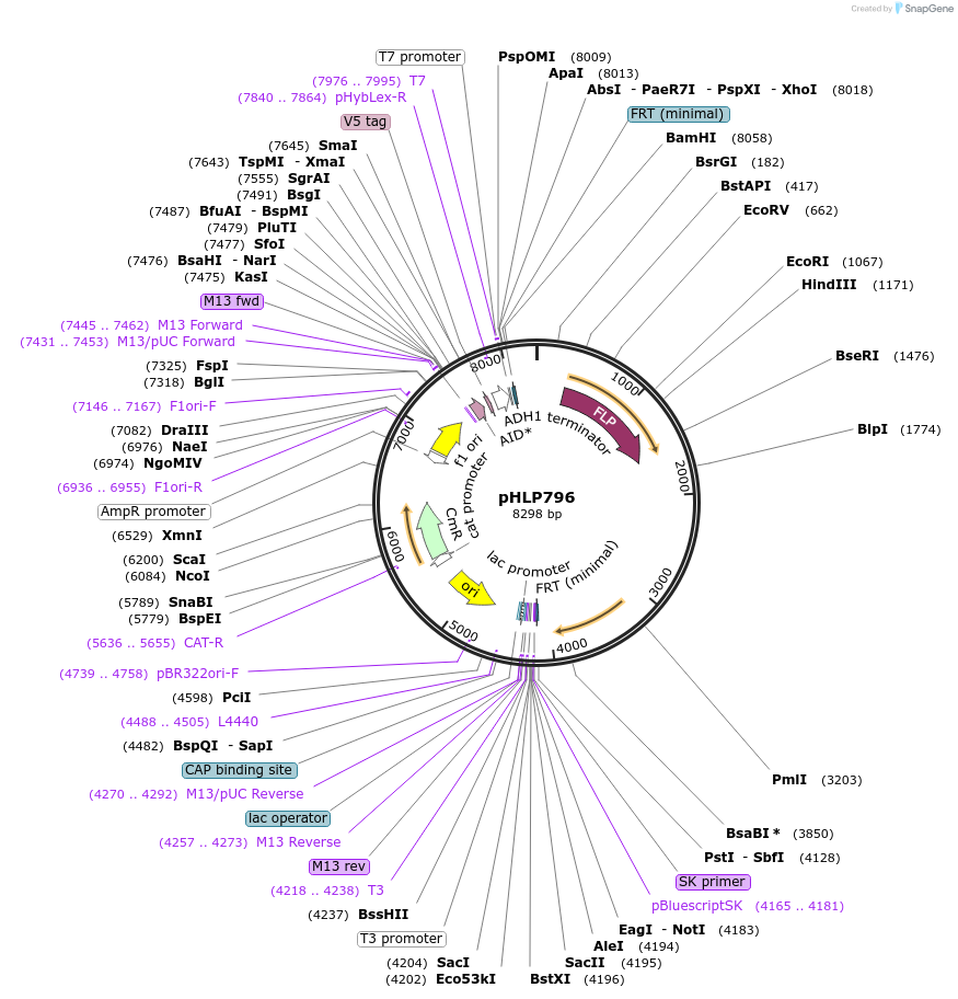 253581-plasmid-map-sequence-id-506757
