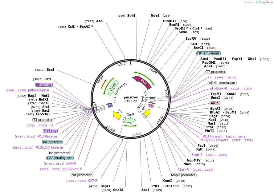 253582-plasmid-map-sequence-id-506759