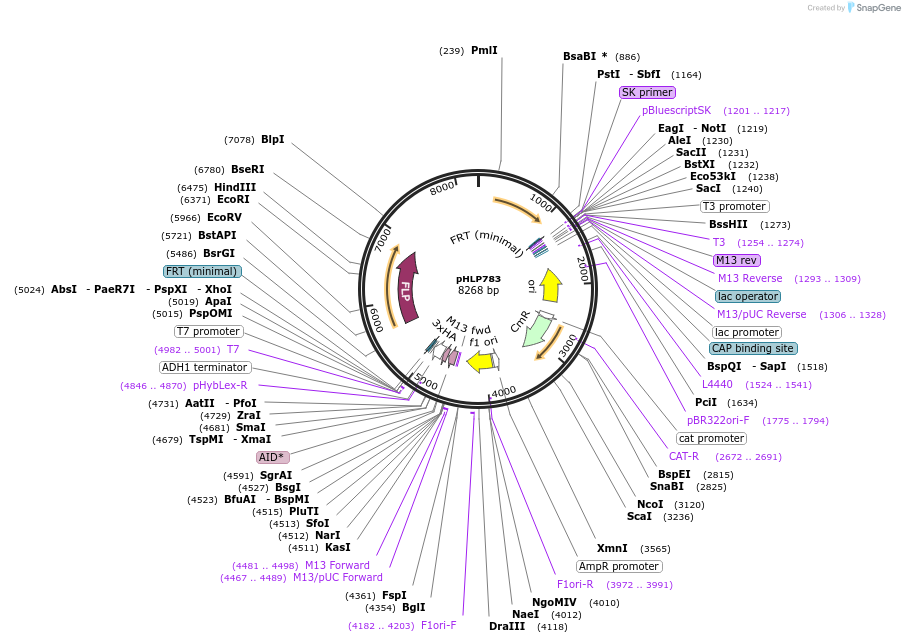 253577-plasmid-map-sequence-id-506761