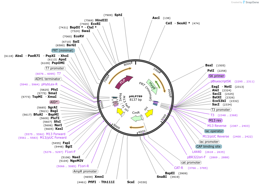 253578-plasmid-map-sequence-id-506762