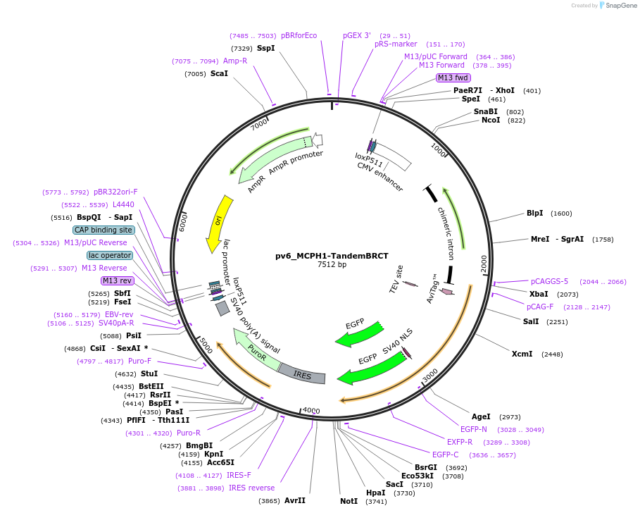 250354-plasmid-map-sequence-id-506771