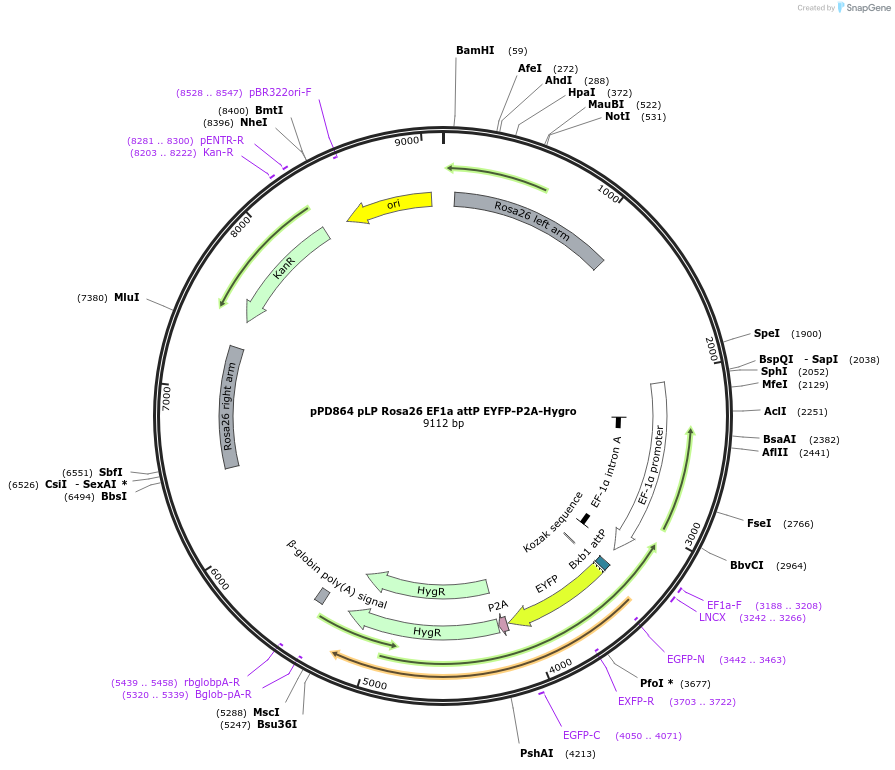 253872-plasmid-map-sequence-id-506777