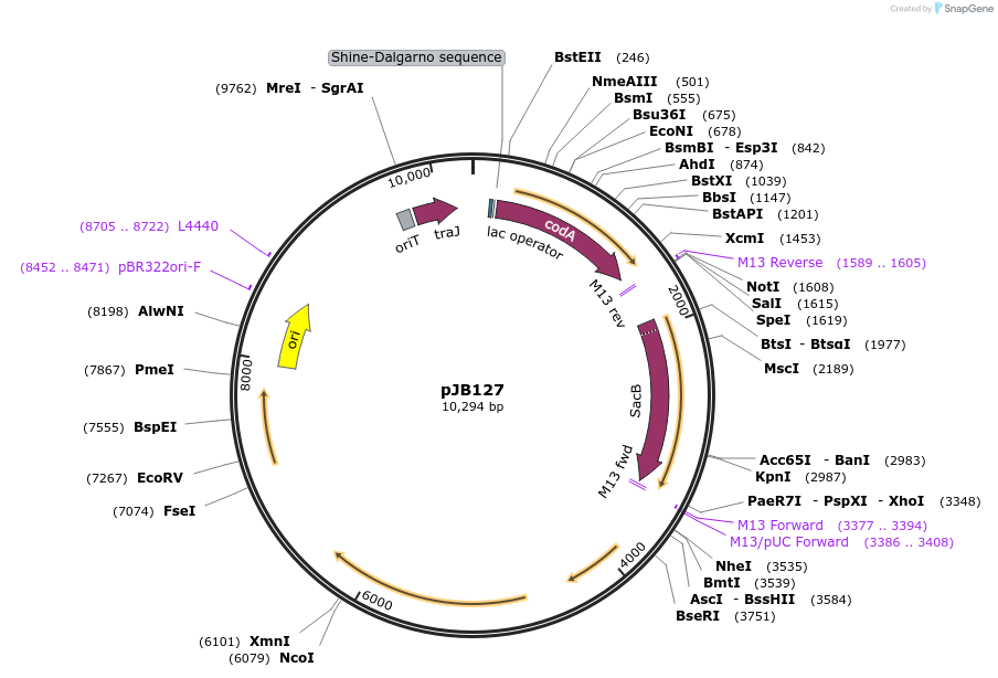 248630-plasmid-map-sequence-id-506806
