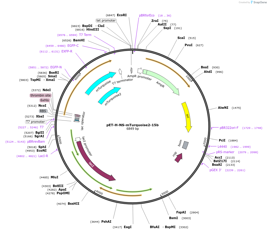 250436-plasmid-map-sequence-id-506807
