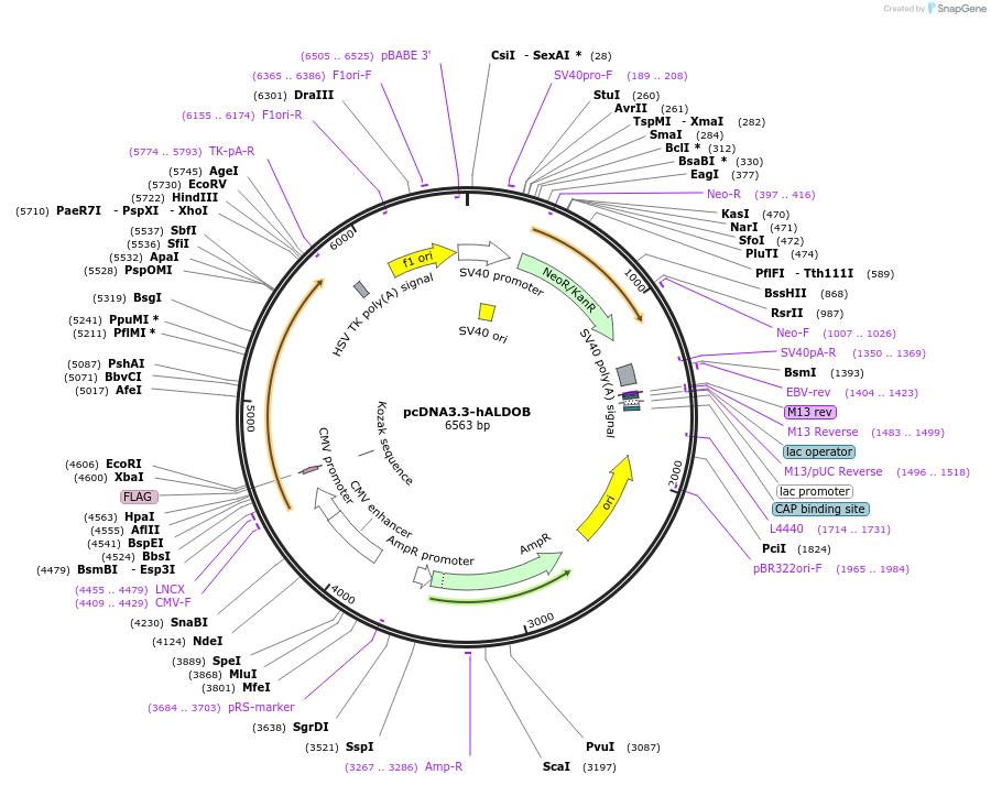 246127-plasmid-map-sequence-id-506811