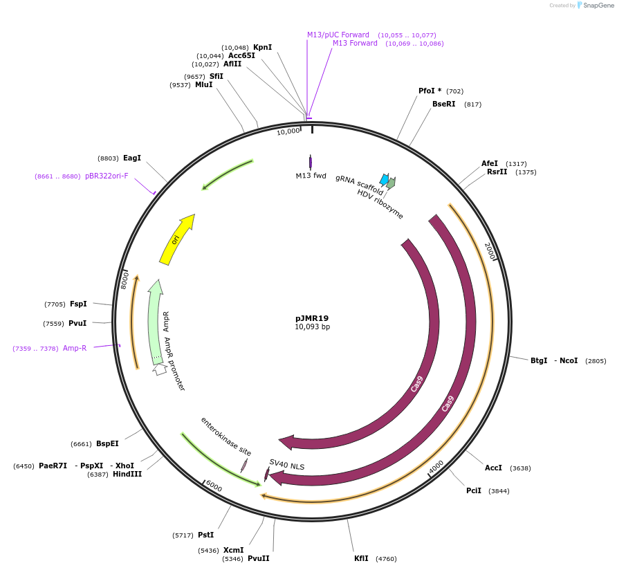 254118-plasmid-map-sequence-id-506812