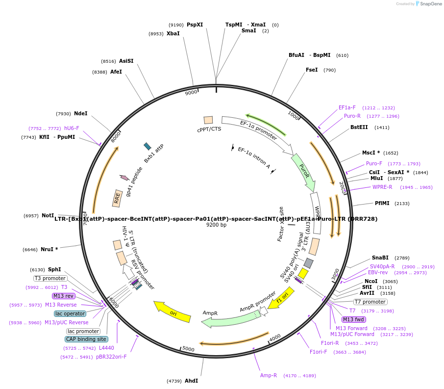248232-plasmid-map-sequence-id-506813