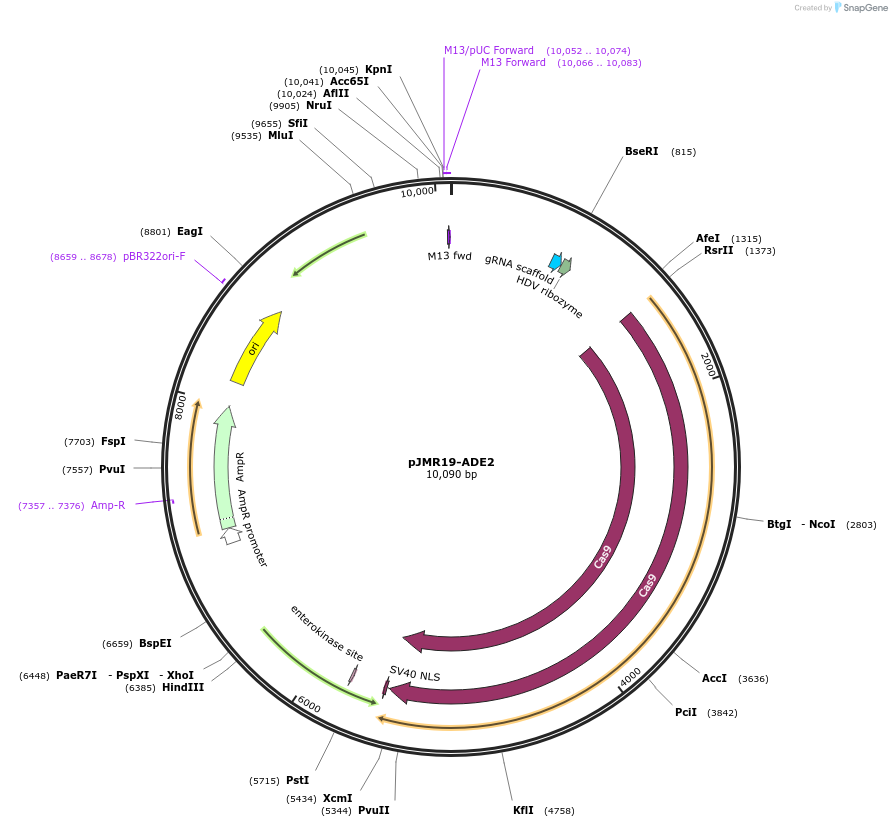 254119-plasmid-map-sequence-id-506815