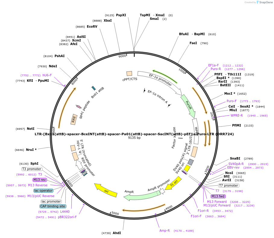 248231-plasmid-map-sequence-id-506816