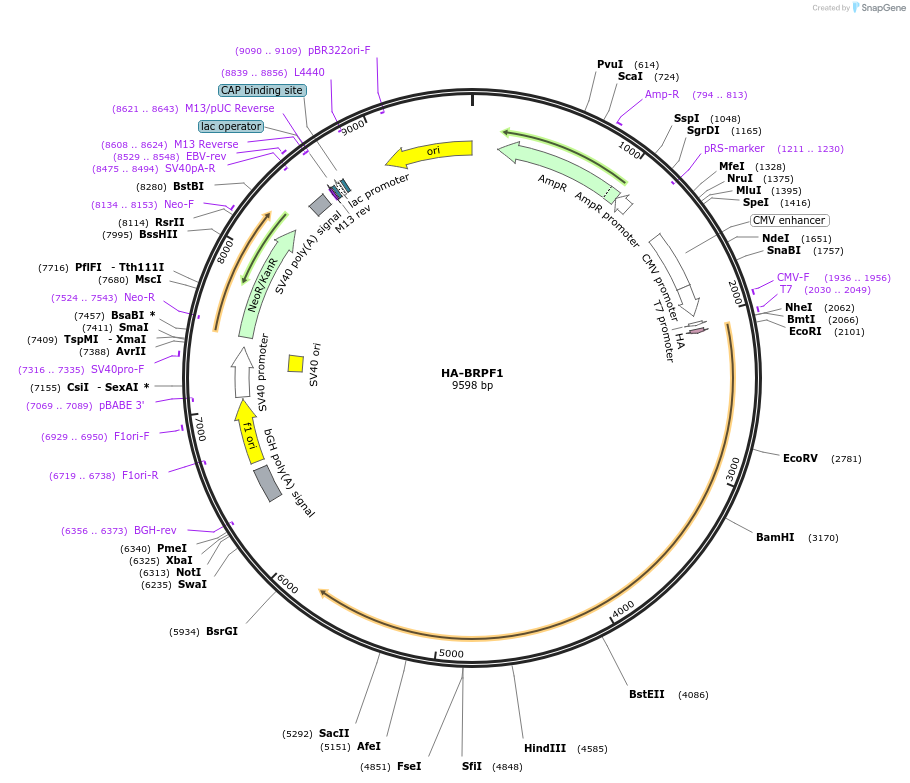 250445-plasmid-map-sequence-id-506818