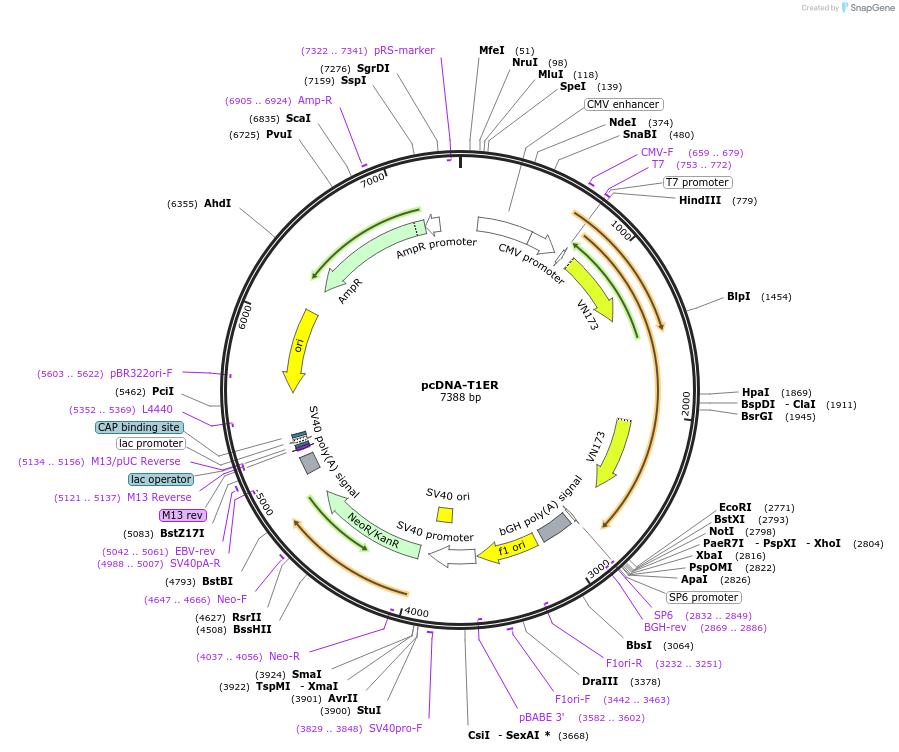 47928-plasmid-map-sequence-id-506819