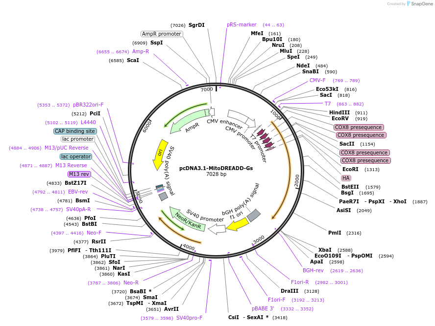 247958-plasmid-map-sequence-id-506822