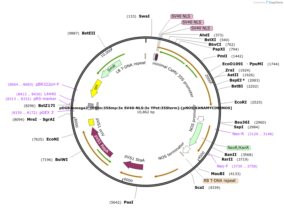 254071-plasmid-map-sequence-id-506837