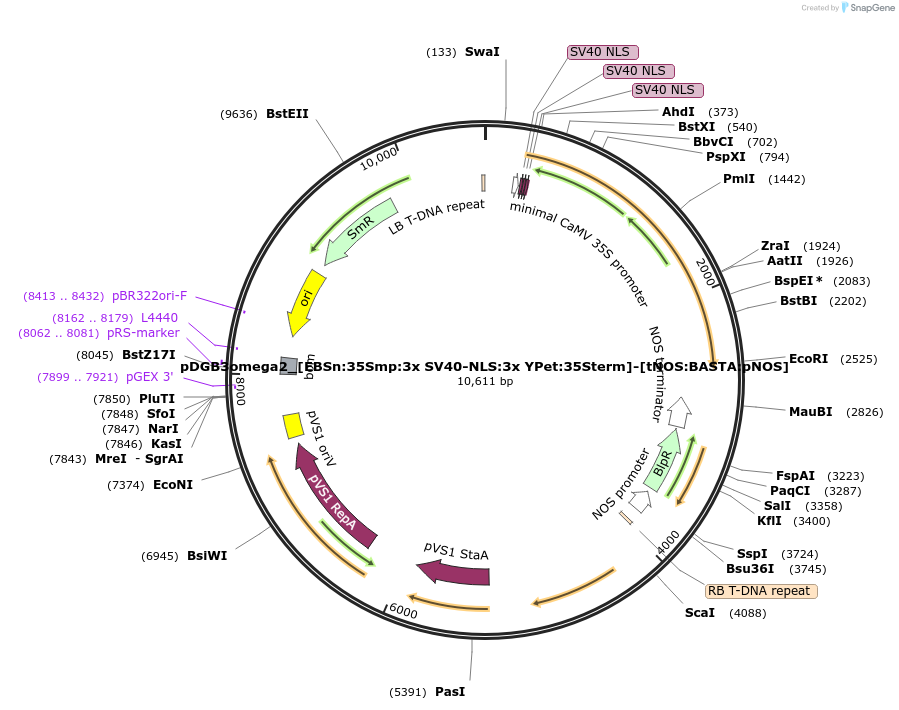 254067-plasmid-map-sequence-id-506838