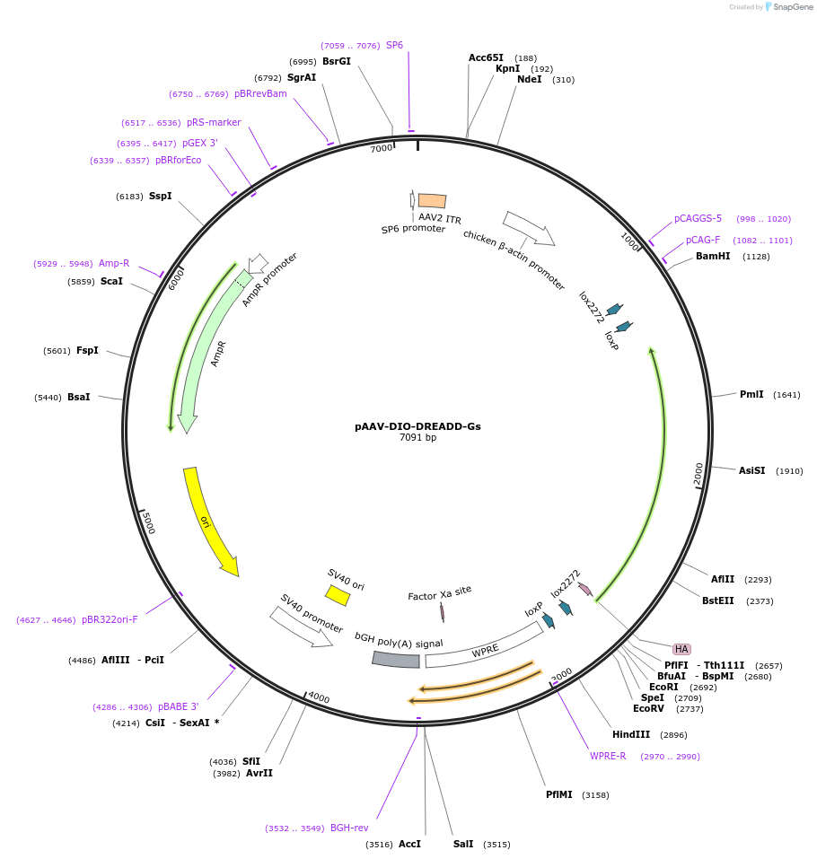 247959-plasmid-map-sequence-id-506840