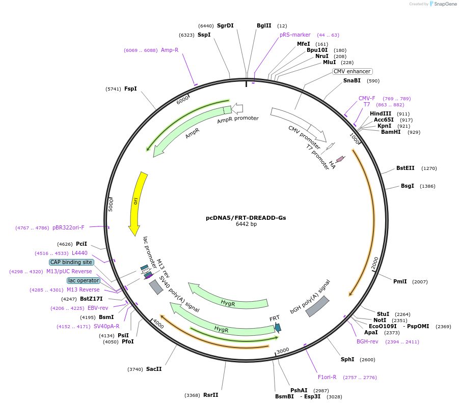 247957-plasmid-map-sequence-id-506841
