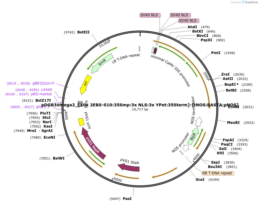 254065-plasmid-map-sequence-id-506842