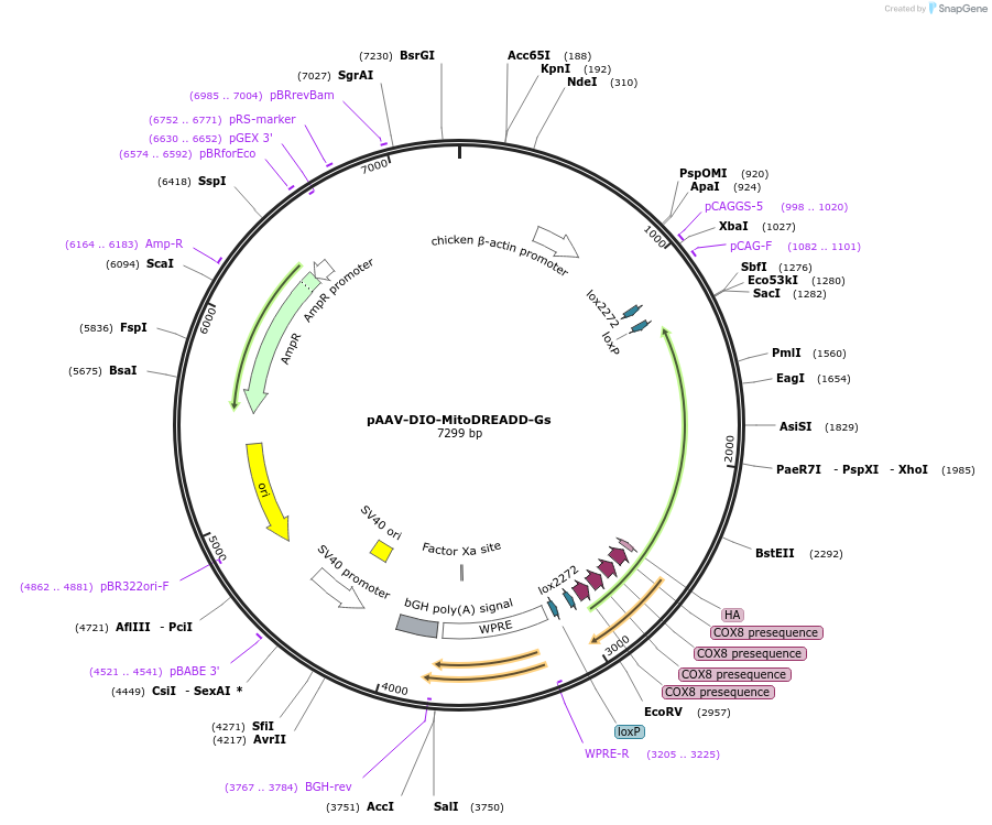 247960-plasmid-map-sequence-id-506843
