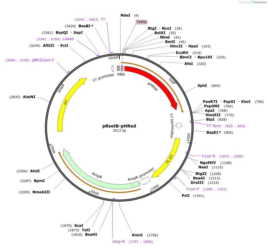 31472-plasmid-map-sequence-id-506845