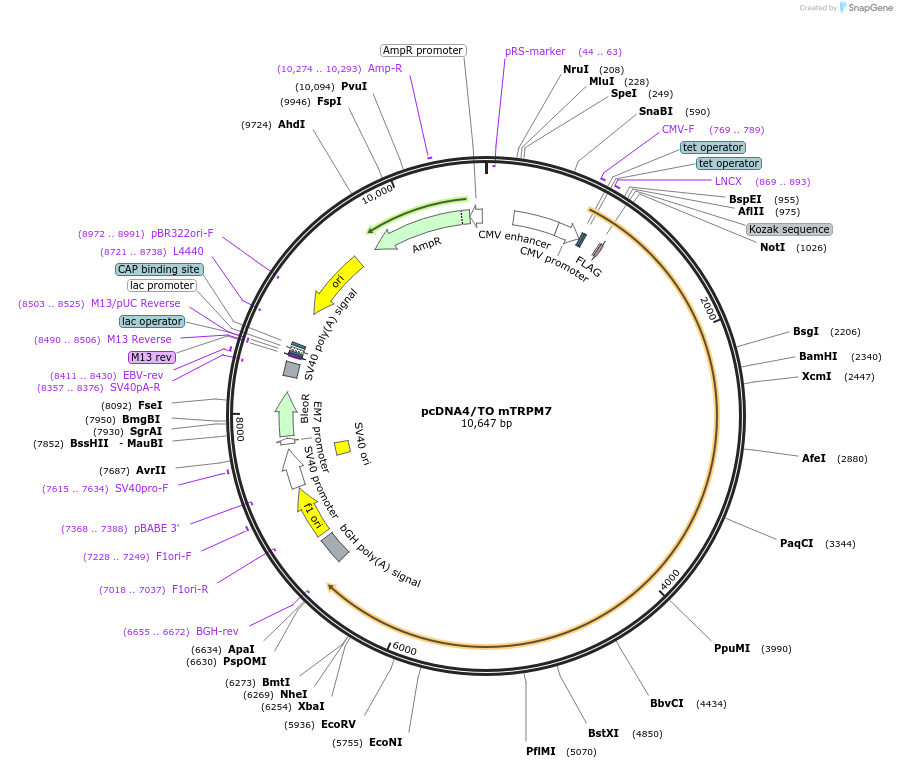 45482-plasmid-map-sequence-id-506847