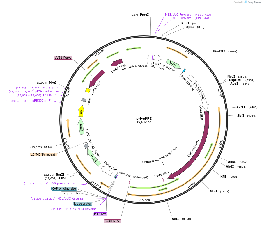 183097-plasmid-map-sequence-id-506923