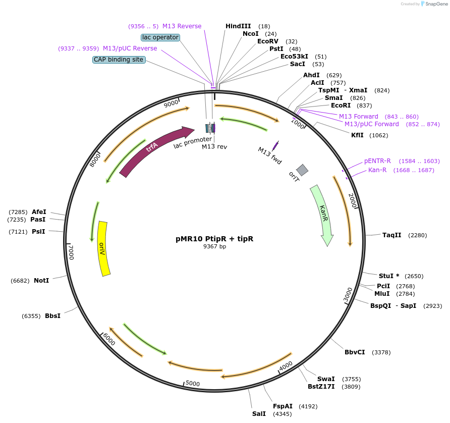 251528-plasmid-map-sequence-id-506925