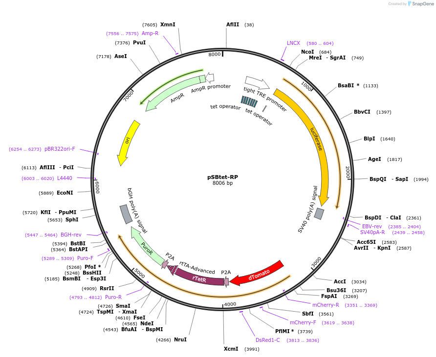 60497-plasmid-map-sequence-id-506927