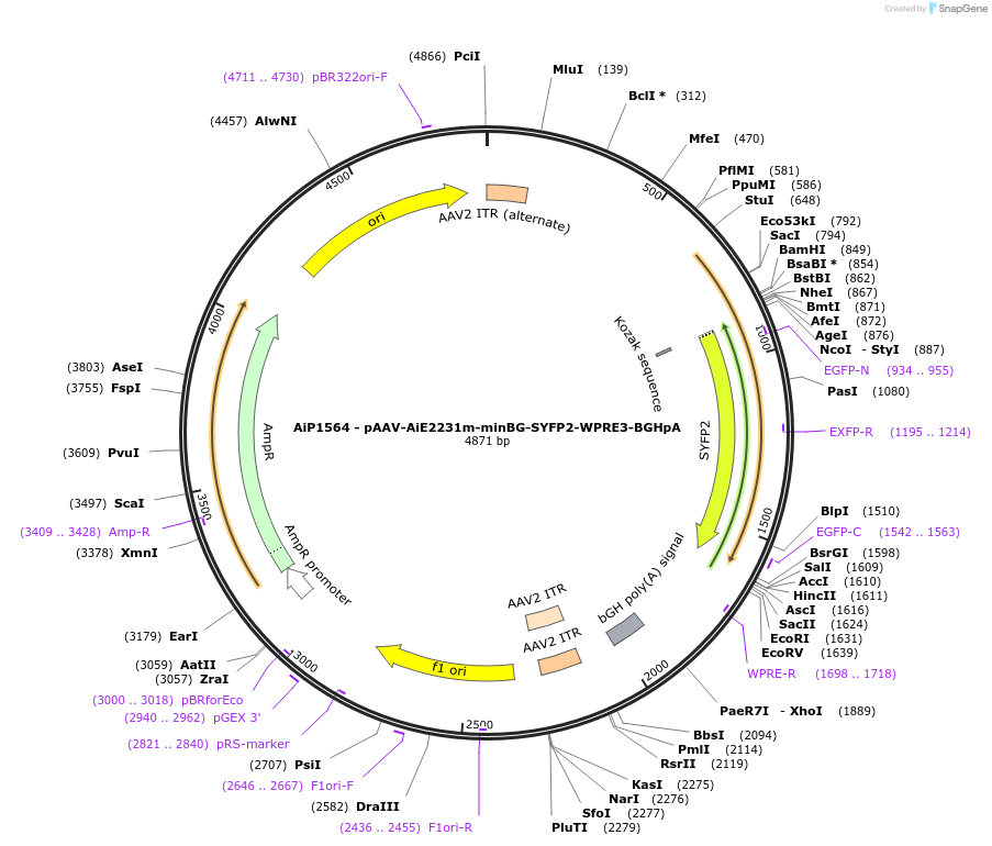 241534-plasmid-map-sequence-id-506934