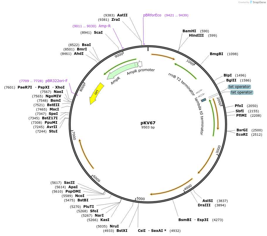254865-plasmid-map-sequence-id-506936