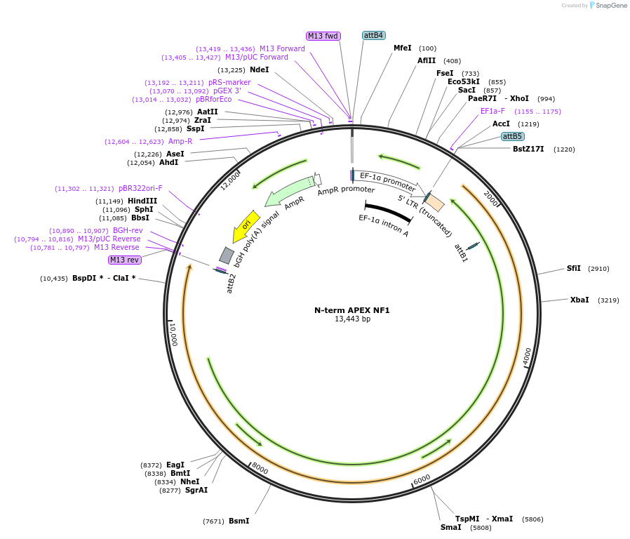 253089-plasmid-map-sequence-id-507014