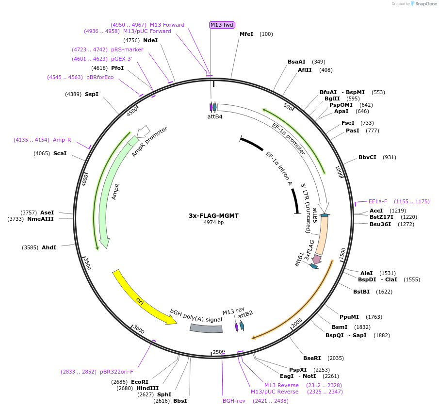 253098-plasmid-map-sequence-id-507016